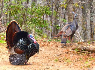 303 Pine Forest Loop, BLUE RIDGE, GA 30513