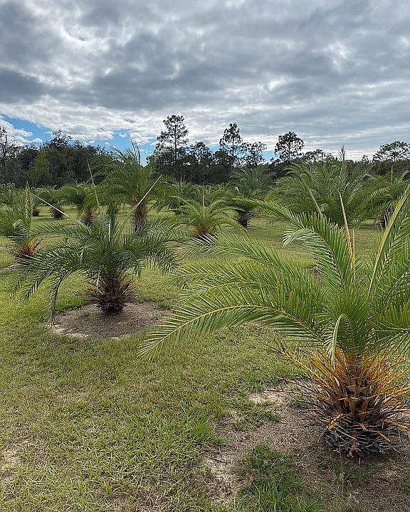 Palm Field