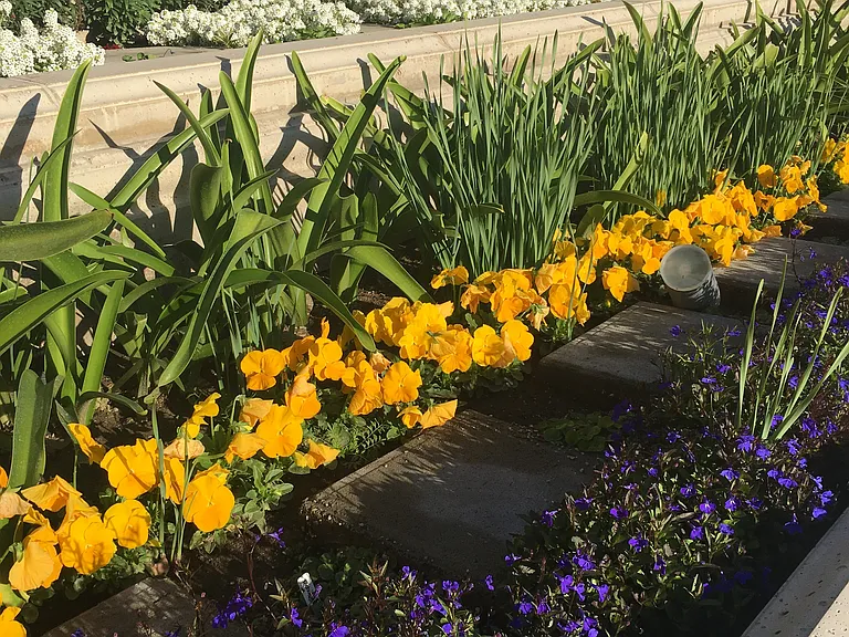 Winter flowers