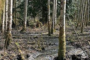2nd image of 42366 S Skagit Hwy