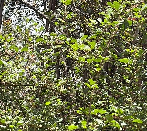 3rd image of Huleia Pl Lot 31