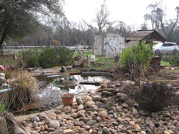 YOU ALWAYS WANTED A KOI POND!