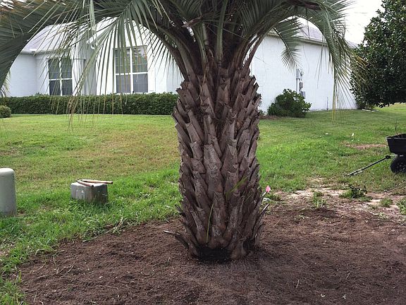 Wouldnt be Fl. wthout Palms