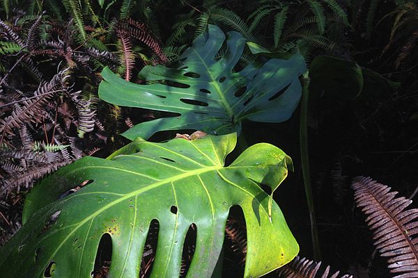 Monstera on Lot 5895