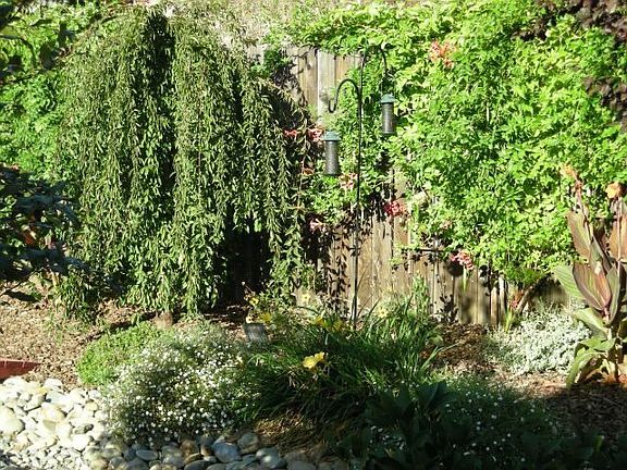 Partial view of back yard