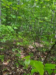 LOT 77 Parkstown Rd, Wilder, TN, 38589