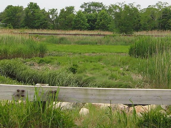 Marsh
