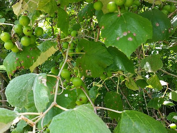 wild grapes!