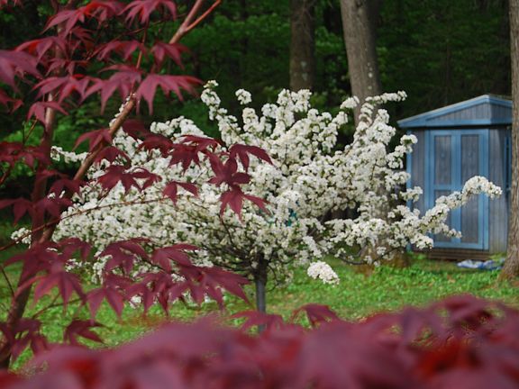 Japanese maple and Dwarf Crabapple