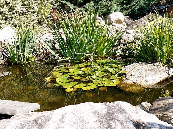 Lilly Pads at the park