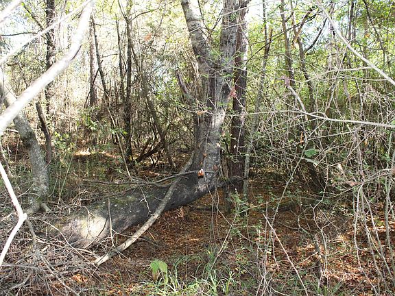2nd image of CR4 Evergreen 18 Acres