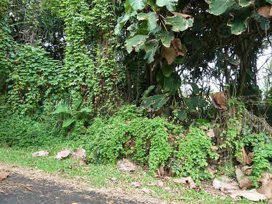 3rd image of Kamakoa St Lot 25