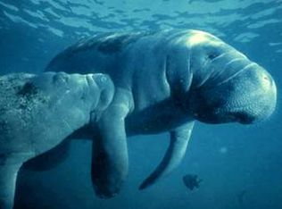 5924 S Garcia Rd, Homosassa, FL 34448