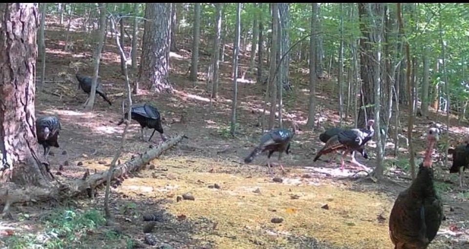 1st image of 635 Tobacco Ridge Rd