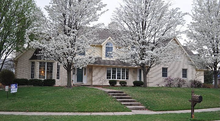 Majestic Bradford Pear Trees