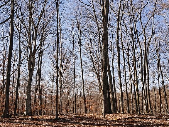 11th image of 0 Hollis Creek Rd S