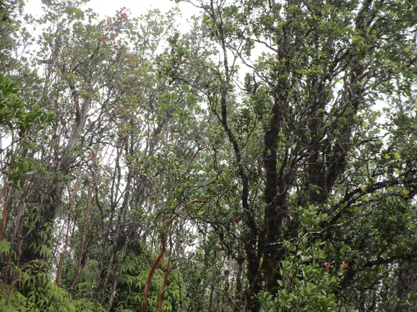 Kaleponi Rd Lot 60, Volcano, HI 96785