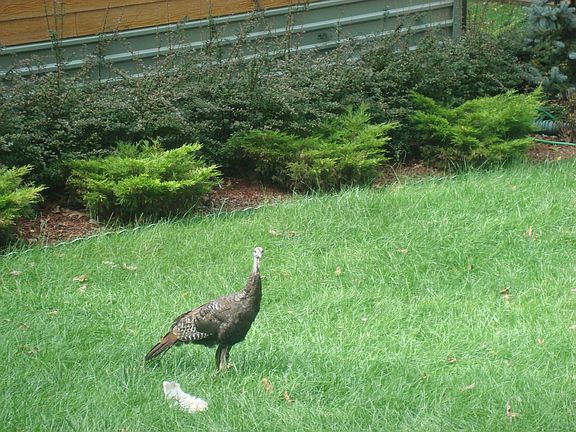 A Wild Turkey in the yard