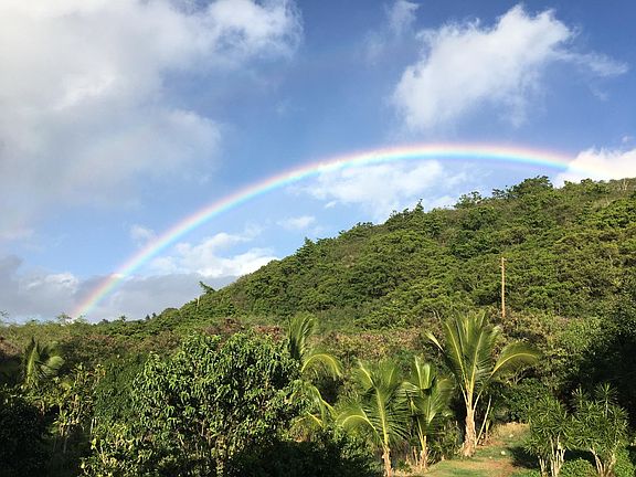 Back yard