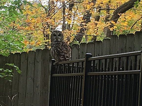 An owl perched on the fence