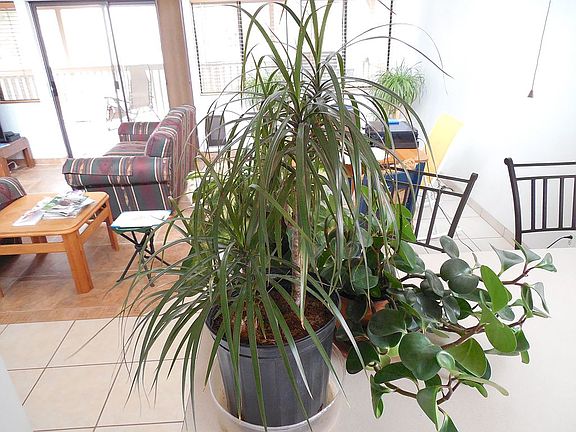 Open living and dining area