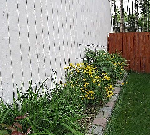 beautiful perennial flowers