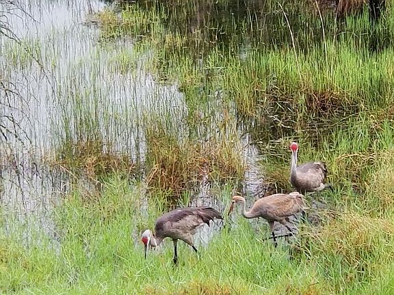 Abundant WILDLIFE! 