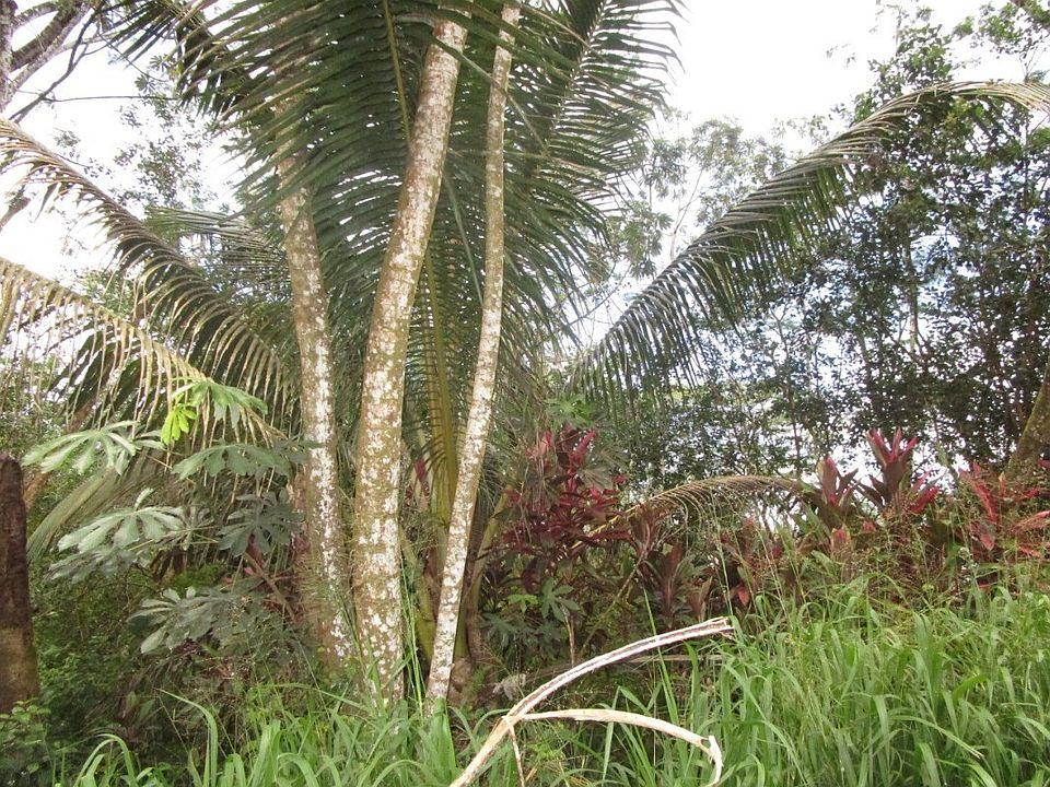 2nd image of 14th Avenue Laamia Lot 1071