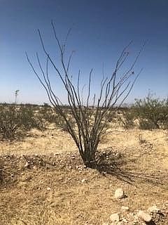 2nd image of Burrograss