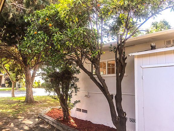 Orange trees side of house