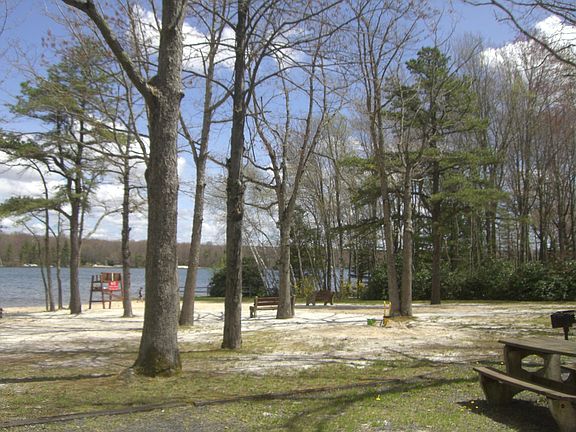 3rd image of G1it Piney Woods
