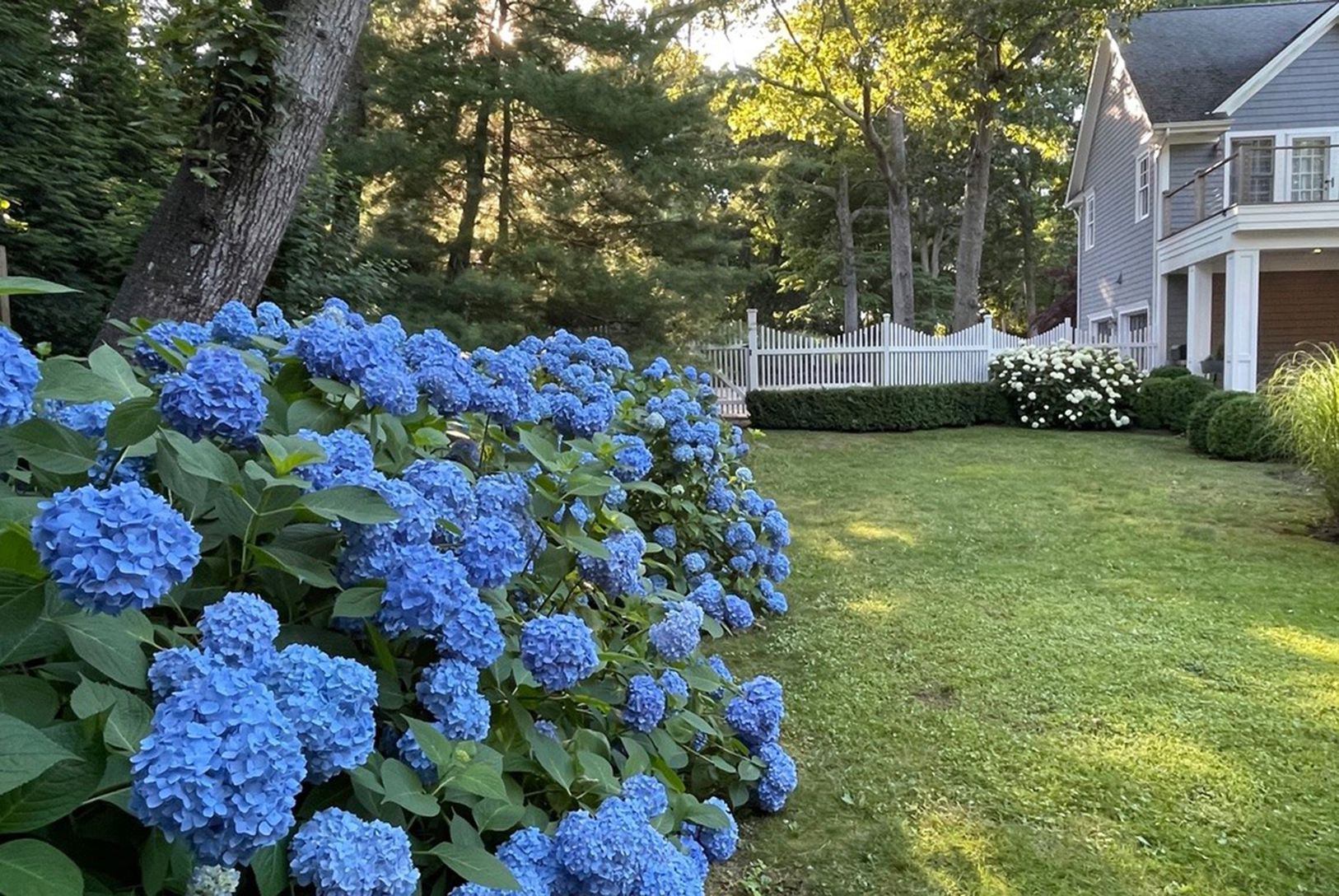  Divine Summer Blooming