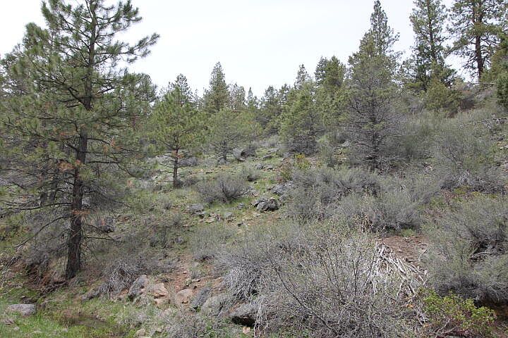 1st image of White Tail Ln Lot 19