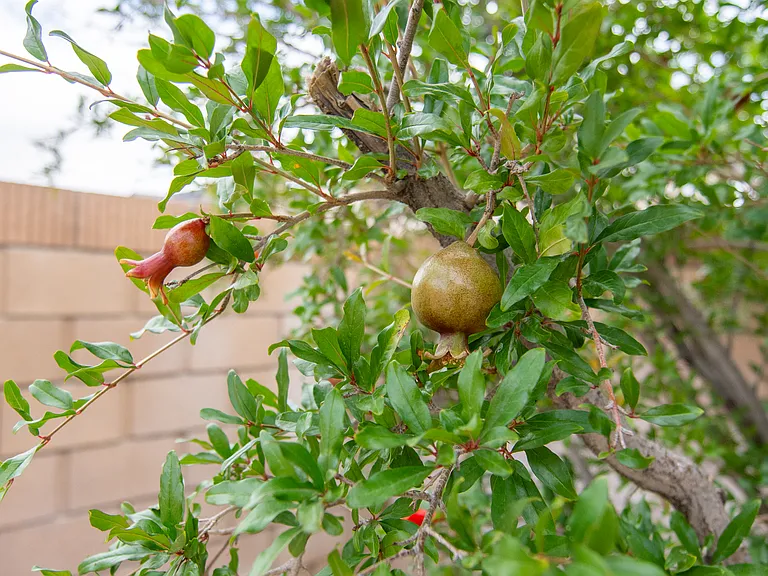 44310 Apache Plume St — Photo 44