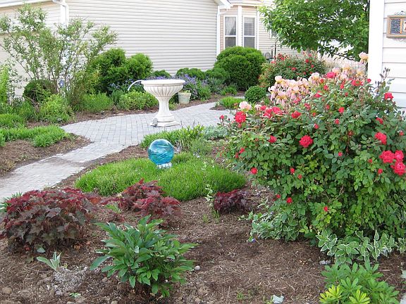 Back garden