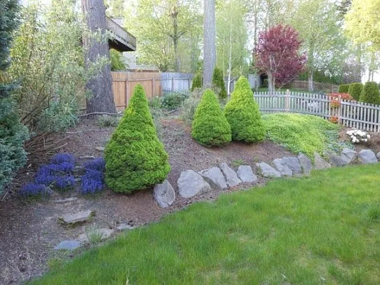 back yard