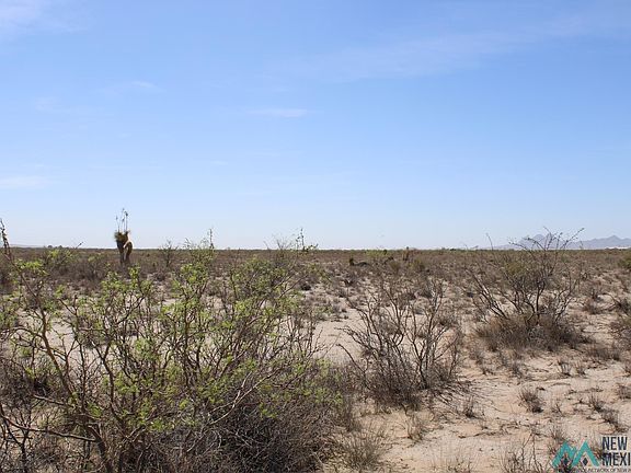 4th image of Copa De Oro Lot 43