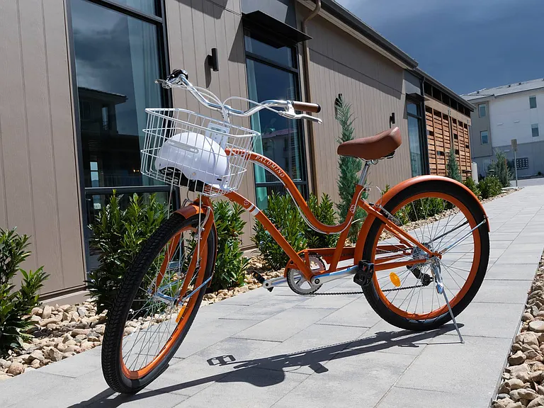 Palomino Cruiser