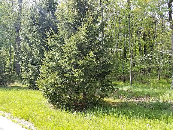 2nd image of White Pine Dr