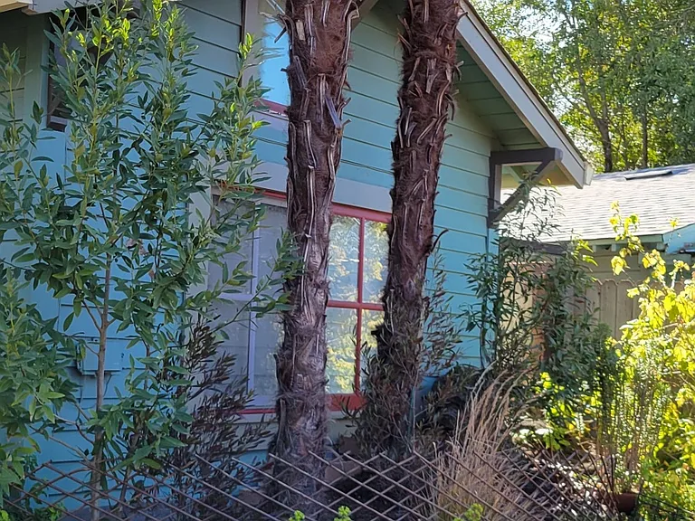 Shared yard
