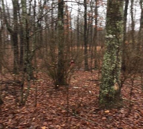 4th image of 45 Eagle Ct