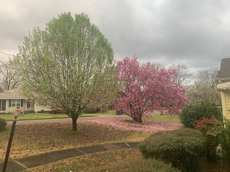 Beautiful trees!