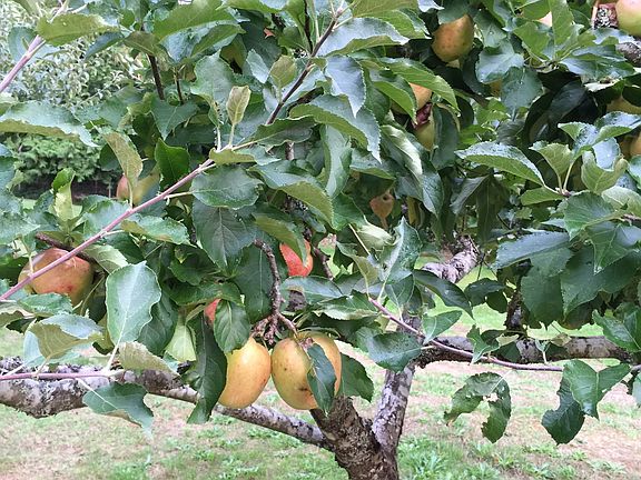 apples, pears, plums,cherrie