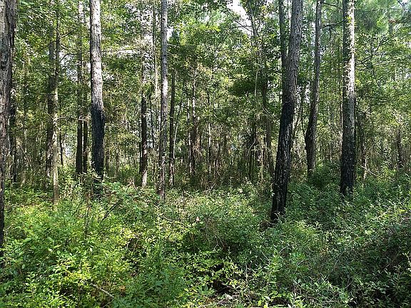 Wooded interior