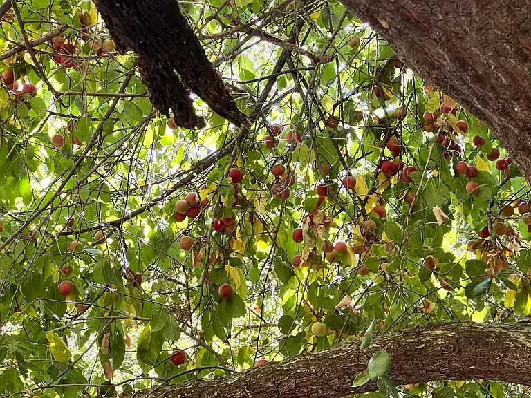 Old Topanga Canyon Rd — Photo 10