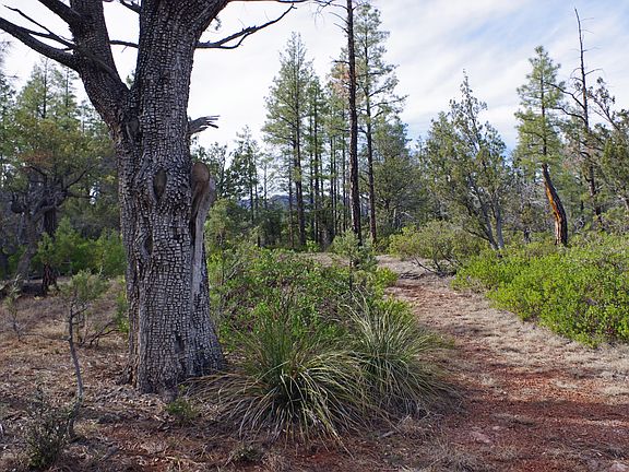 3rd image of 24C & 24H Verde Glen Area -- #-