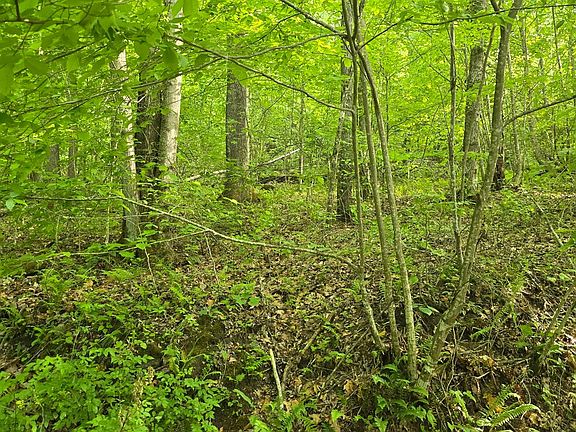 2nd image of Toney Fork Rd