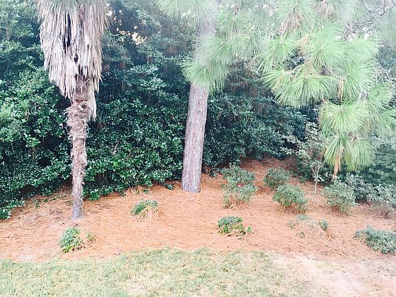 Privacy Hedge in Back Yard