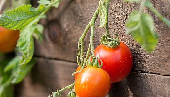 Community Garden