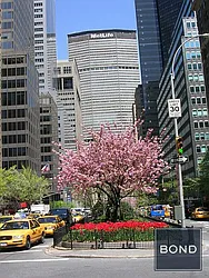 Rented by Bond New York